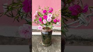 Portulaca plant decoration ideasportulaca plant care portulaca portulacaflower gardening short [upl. by Casia]