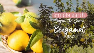 Bergamot Straight From The First Sicilian Plantation Of Its Kind [upl. by Omer918]