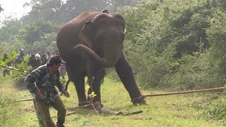 Huge elephant captured by wildlife officers [upl. by Nodnab]