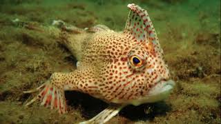 Facts The Spotted Handfish [upl. by Nadroj371]