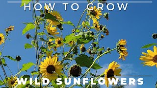 Wild Sunflower  Complete Grow and Care Guide [upl. by Lain]