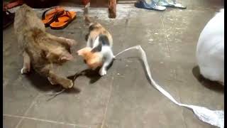 Two cute kittens playing together  Budi Cat [upl. by Ebenezer409]