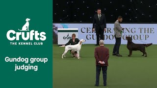 Gundog Group WINNER  Crufts 2022 [upl. by Ardeen612]