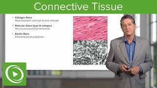 Connective Tissue – Histology  Lecturio [upl. by Bradshaw531]