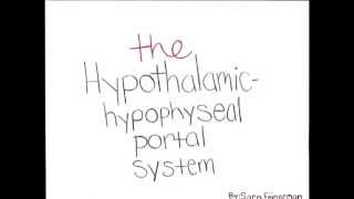 Hypothalamic Hypophyseal Portal System [upl. by Ahders854]