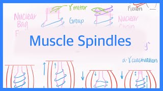 Muscle Spindles Innervations and AlphaGamma Coactivation [upl. by Philipines]