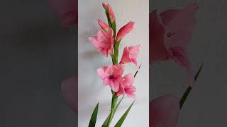 GladiolusGladíolos ou Palmaplantandoflores palmaflor santacatarinabrasiladubandochacaráflor [upl. by Nevart]