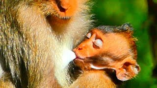 Babies now need milk to stay healthy Primate Monkey [upl. by Holmes]