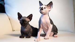 New Cat Breeds Meet the Hairless SphynxieBob And BamBob [upl. by Wilde]