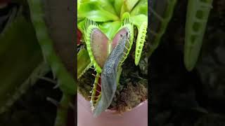 Carnivorous Plant  Pitcher Plant [upl. by Inaliak]