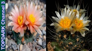 10 Lindas Variedades de Pediocactus [upl. by Aoket654]