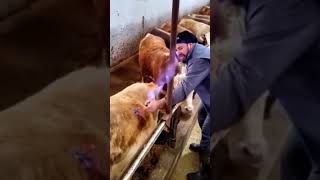 What 5 Farmers Taught Me About Cow Bloating Dangers [upl. by Dnomder673]