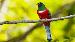 Trogon Birds of Costa Rica [upl. by Atiras873]