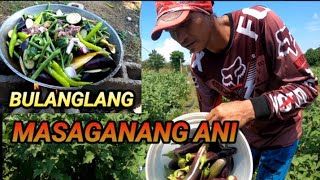 LUTONG BUKID SARI SARING GULAY  HARVEST NG TALONG AT SILI [upl. by Vig]