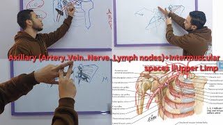 Axillary ArteryVeinNerveLymph nodesIntermuscular spaces  Upper Limp [upl. by Faus]