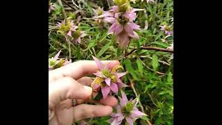 Spotted Bee Balm or Horsemint Uses and benefits [upl. by Mcgrath602]