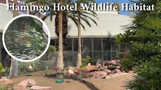 Flamingo Hotel Wildlife Habitat Vegas [upl. by Stanislas396]