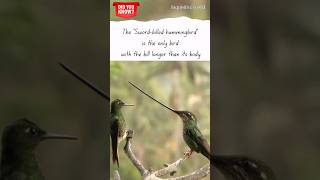 Sword Billed Humming Bird uniquebirds birdsfacts ytshortsindia hummingbirds [upl. by Katharine]