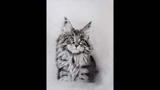 disegno gatto a matita passo a passo [upl. by Udele68]