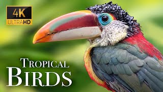 Amazing Tropical Birds Paradise With Relaxing Rainforest Sounds [upl. by Amal647]