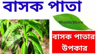 বাসক পাতার রসের উপকারিতা Basak Pata Upokarita বাসক পাতার ব্যবহার Basak Pata Benefits in Bengali [upl. by Silsbye]