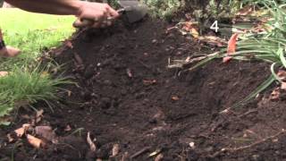 How and When To Plant Daffodil Bulbs [upl. by Schnell731]