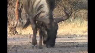 Namibian Safari highlights [upl. by Old]