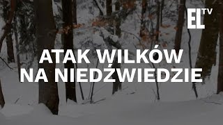 Wilki atakują niedźwiedzie  niesamowite wideo [upl. by Onailil743]