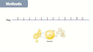 Staphylococcus aureus kills tumor cells via caspase1– Video abstract 455158 [upl. by Enihpets]