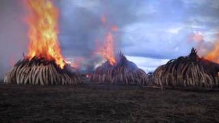 Ivory burning Kenya  Sheldrick Trust [upl. by Thorfinn]