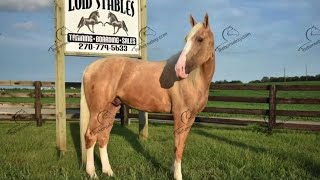 Palomino Horse For Sale [upl. by Onil]