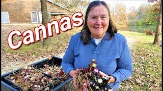 How to Dig and Store Canna Lilly Bulbs  Rhizomes [upl. by Horacio]