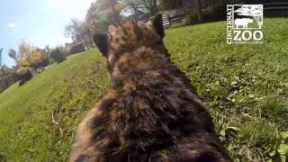 Cheetah Runs Full Speed with GoPro  Cincinnati Zoo [upl. by Odlavso]