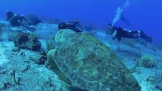 Biggest Sea Turtle in the Caribbean [upl. by Peta38]