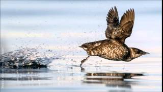 Marbled Murrelet Call [upl. by Cj177]