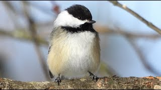 Mésange à tête noire cri  Blackcapped Chickadee call [upl. by Lytsyrk]