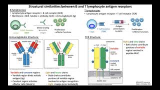 Lecture 4a Lymphocyte Antigen Receptors [upl. by Imiaj176]