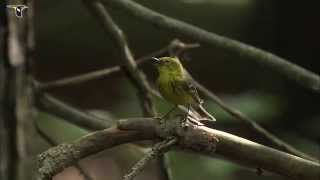 Pine Warbler singing [upl. by Occer]