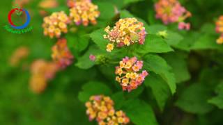 Amazing Native Plants  Lantana camara atta kodalu aakuVijay Kumar [upl. by Hoseia107]