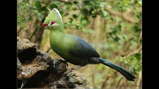 Knysna Turaco call [upl. by Irollam]