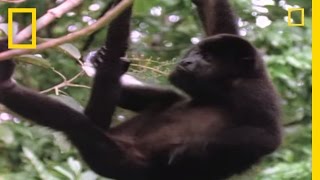 Worlds Loudest Animals Howler Monkeys  National Geographic [upl. by Ahsiekit]