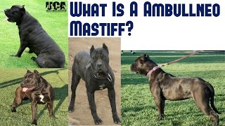 What Is An Ambullneo Mastiff [upl. by Llevart]