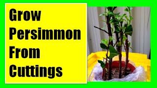 Grow Persimmon Tree From Cuttings Propagating Persimmon Tree From Cuttings [upl. by Connelley]