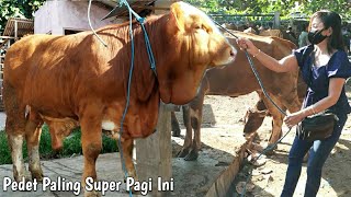 PEDET SIMENTAL JUMBO SUPER TEBAL  PEDET PALING BAGUS PASAR DIMORO BLITAR PAGI INI [upl. by Jablon]