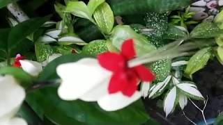 How to propagate Bleeding Heart plant  Clerodendrum thomsoniae [upl. by Submuloc]