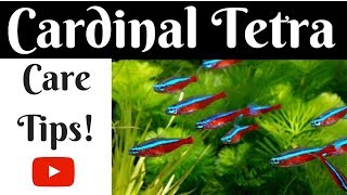 Cardinal Tetra Care Tips [upl. by Siddra]