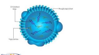 Lipoprotein Structure [upl. by Anihsak]