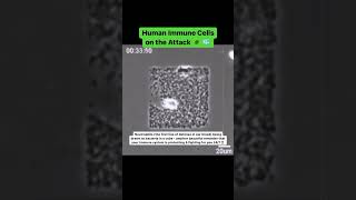 Watch what happens to BACTERIA in a cube when immune cells find them immunity scienceexperiment [upl. by Ahseiat]