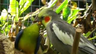 Cockatiel feeding Turquoisine Grass Parrot  Pheasantasiam Large Aviary [upl. by Lissie]