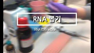 RNA 추출 RNA Extraction by trizol from cell [upl. by Aceber62]